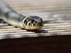 Нашествие на змии в Измир два дни преди голямото земетресение