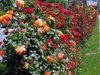 5000 рози и 40 чинара засаждат в Пловдив