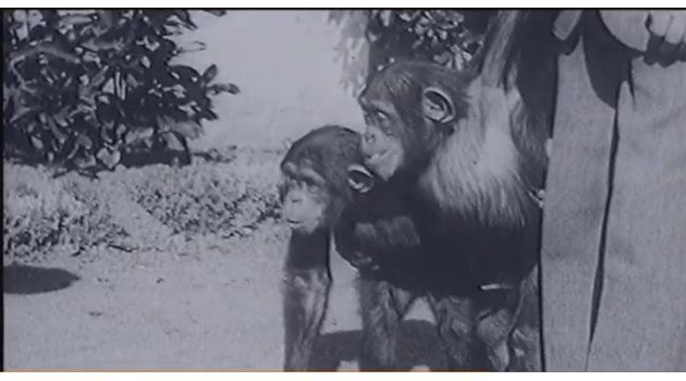 Шимпанзета в развъдника за маймуни в Сухуми