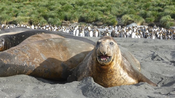 Тюлени мрат от разврат и секс
