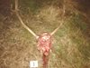 Забраняват лова в района на Гъбене заради убития благороден елен в края на 2017 г.