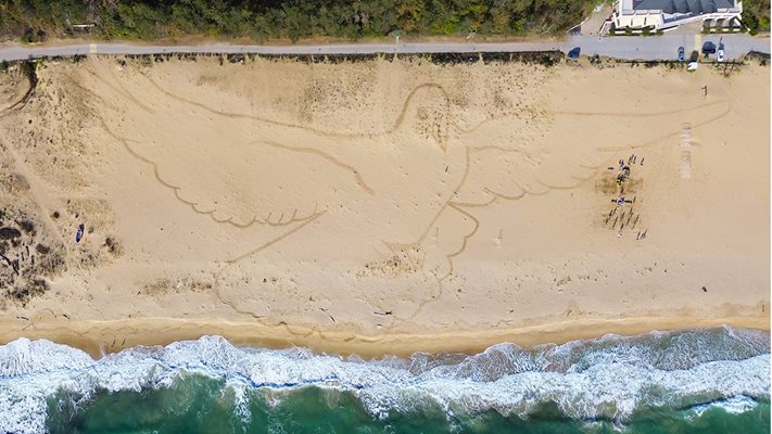 Ето го най-големият гълъб в света, на български плаж е