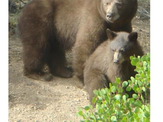 С приближаването на зимата повечето обитатели в Парка за танцуващи мечки край Белица заспаха зимен сън СНИМКА: Архив