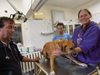 Германски доброволци са гости на шуменския приют за кучета