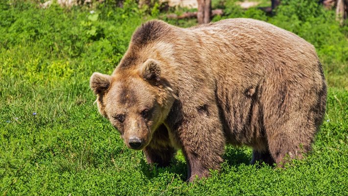 Възрастните мечки се чувстват по-добре в равнинна местност