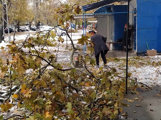 Паднали клони са осеяли цялата алея със сергиите.