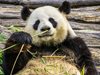 Гигантските панди се разпознават по гласа от 20 м