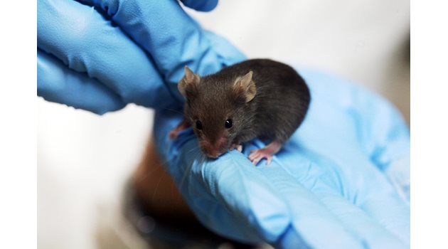 Пред учените от Пекин, които твърдят, че Омикрон е произлязъл от мишка, стои загадката дали е лабораторна, или дива.
