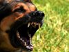 3000 лева ще плати община Русе на 2 жени, нахапани от улични кучета