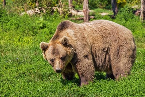 Мечката Диана от старозагорския зоопарк заспа зимен сън