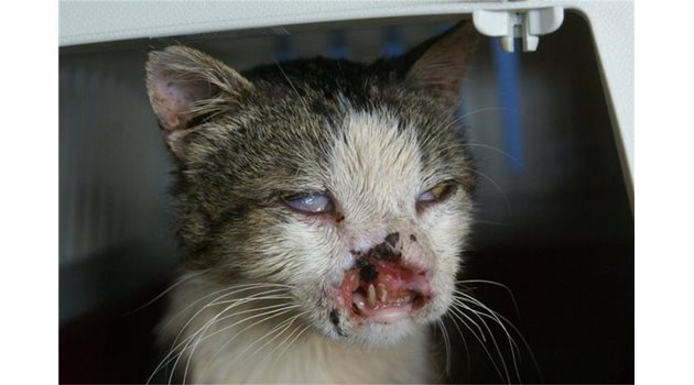 ЖЕСТОКОСТ: Котка, въргаляна в катран, е загубила муцуната си.