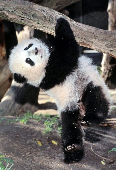 Голямата панда вече не е застрашена от изчезване СНИМКА: РОЙТЕРС