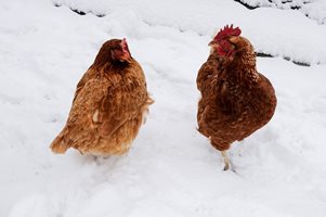 Ако имате месни породи пилета, не сте сгрешили