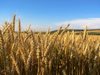 50 дка пшеница е унищожена при пожар в Сливенско


