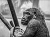 Череп на примат дава индикации за еволюцията на човекоподобните маймуни