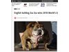 Английският булдог За За спечели титлата 
най-грозното куче в света