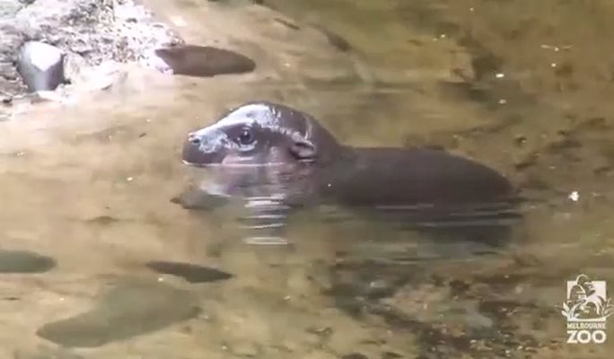 Хипопотамче джудже се забавлява във водата (Видео)