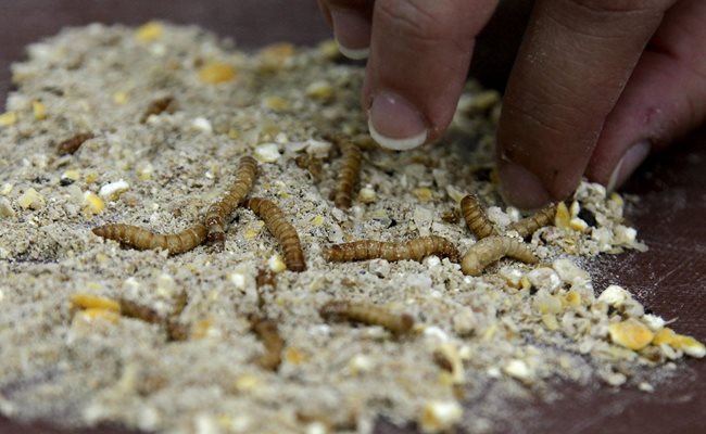 Жълтият брашнен червей, ларвена форма на Tenebrio molitor, е първото насекомо с официално становище от ЕС, че консумацията му от човек е безопасна.