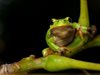 Учени разкриха какво прави езика на жабите толкова лепкав