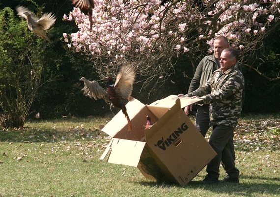 В началото на април в двореца Кричим бяха пуснати фазани.