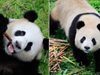 Две панди отпътуваха от Китай за берлинския зоопарк