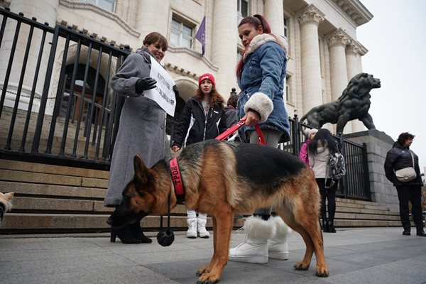 Протест пред Съдебната палата с искане Захари, тормозил кучето Мечо, да лежи в затвора