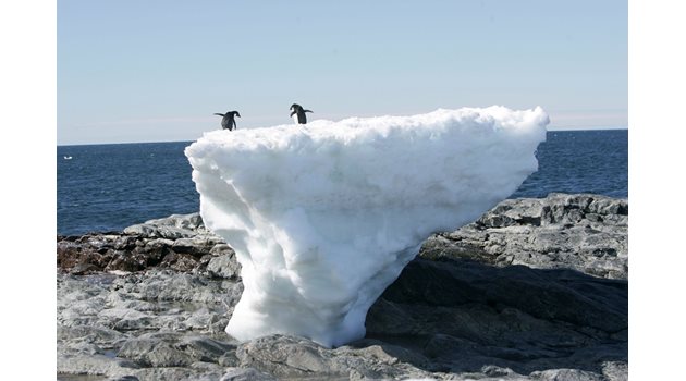 Пингвините може да изчезнат преди края на столетието.  СНИМКИ: РОЙТЕРС