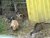 Българка, живяла в Германия, гледа 13 кучета и 7 котки в Габровския Балкан