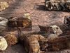 Десетки кучета и котки бяха спасени от кланица в Китай