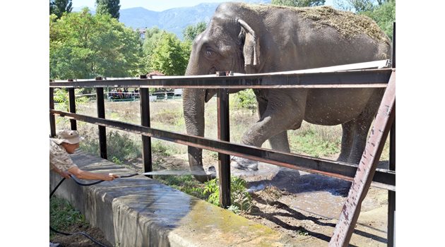 Заради жегите слоницата Артайда се къпе всеки ден