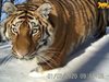 Усилията за опазване на дивите тигри започват да дават резултати в Китай