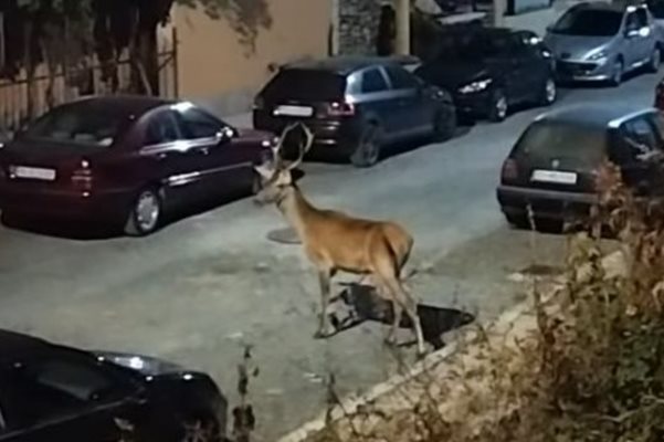 Удивително! Благороден елен се разхожда из Царево (ВИДЕО)