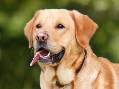 Кучетата могат да долавят миризмите на хора, свързани с определени заболявания, твърдят британски учени
СНИМКА Пиксабей