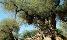 За баба ми и удивителната сила на маслините