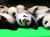 Вижте тези 23 прекрасни бебета панди (галерия)