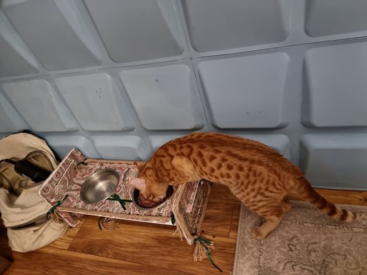 Котетата хапват от уникални хранилки