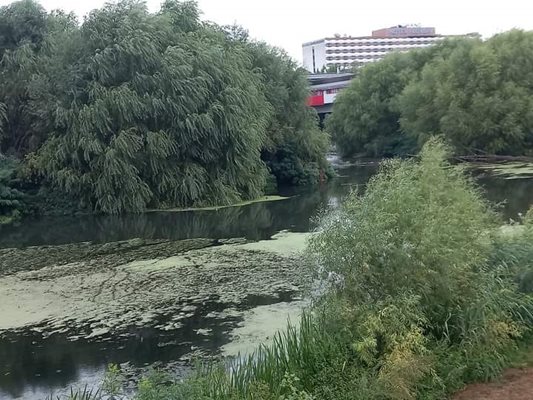 Джунглата в коритото на река Марица.