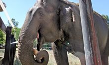 Как се къпе слоница в Софийския зоопарк