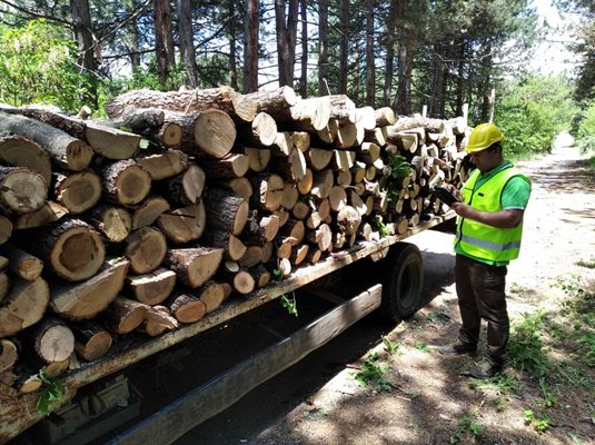 Служител на Югозападното държавно горско предприятие проверява дали електронният превозен билет отговаря на количеството добита от гората дървесина.

СНИМКА: “24 ЧАСА”