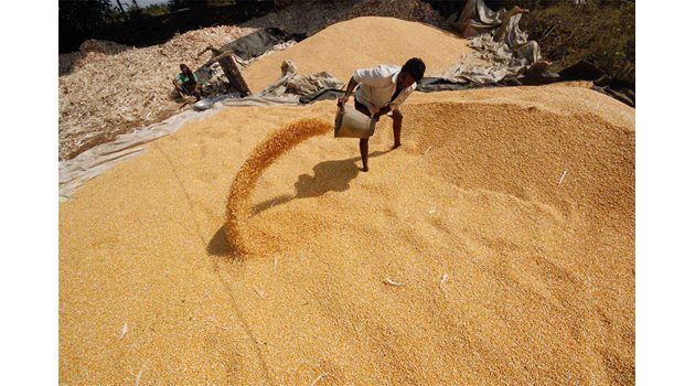 БИЧЪТ НА ИЗОБИЛИЕТО: Евтината царевица доведе до до свръхпроизводство на евтина захар.