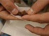 Изобретателен търговец в Нови пазар продава разфасовки от по 50 грама нарязан тютюн