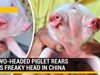 В Китай се роди прасенце с две лица (видео)