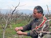 Поне половината пъпки на прасковите в Сливенско измръзнаха