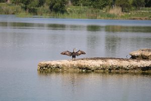 Чистят 700 метра от канала, свързващ езерото Вая и морето