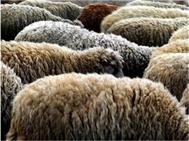Шофьор уби три овце край пловдивско село, след като блъсна умишлено стадото им