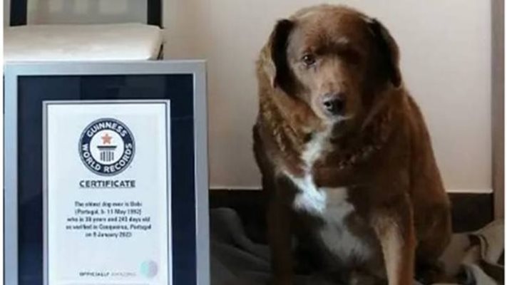 Отнеха временно титлата на най-старото куче в света
