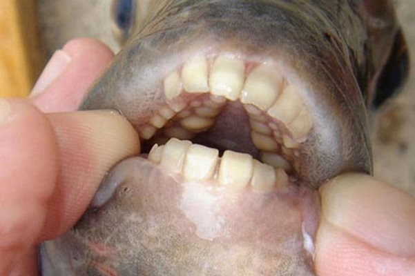 Пиранята на Драмалиеви има човешки зъби