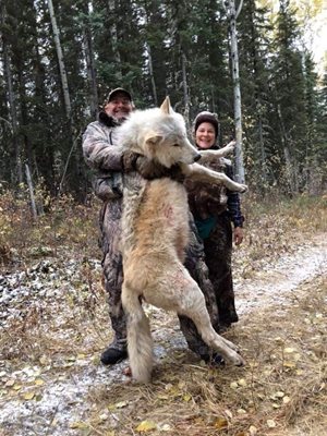 Вълкът тежи цели 108 кг