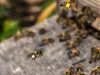 Пчелари: Мартенският студ може да е гибелен за пчелите, ако продължи повече от няколко дни