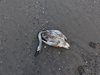 Открити са мъртви лебеди, поразени от птичи грип в Созопол и Бургас